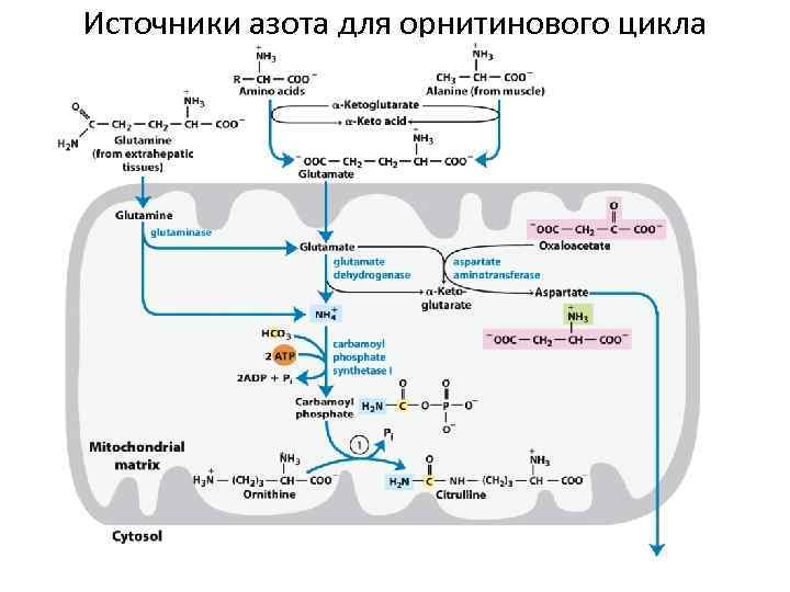 Источники азота для орнитинового цикла 