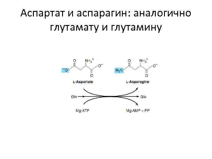 Аспартат и аспарагин: аналогично глутамату и глутамину 