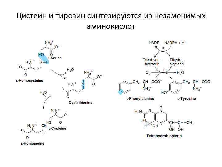 Цистеин и тирозин синтезируются из незаменимых    аминокислот 