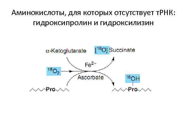 Аминокислоты, для которых отсутствует т. РНК:  гидроксипролин и гидроксилизин 
