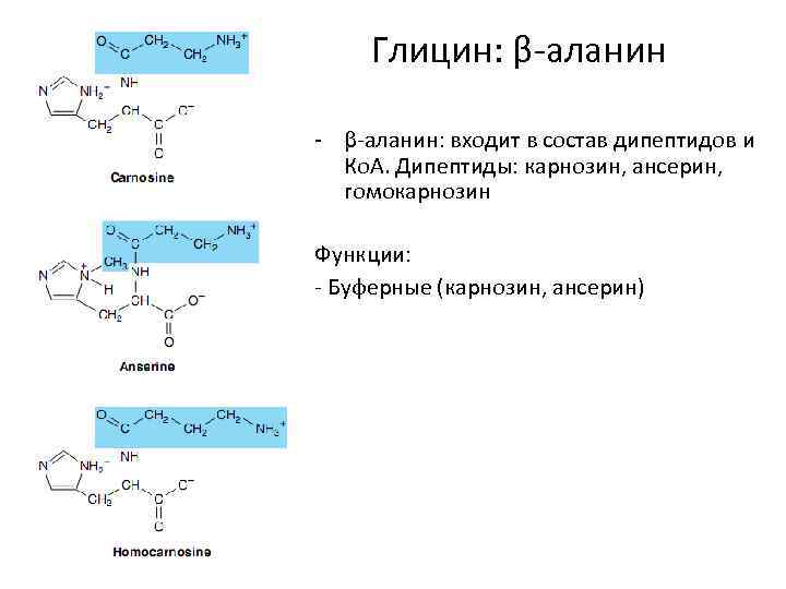  Глицин: β-аланин - β-аланин: входит в состав дипептидов и  Ко. А. Дипептиды: