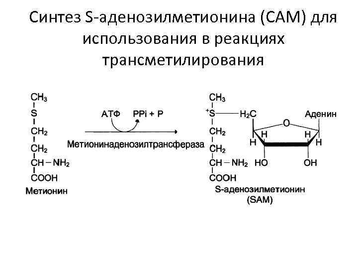 Синтез S-аденозилметионина (САМ) для  использования в реакциях   трансметилирования 