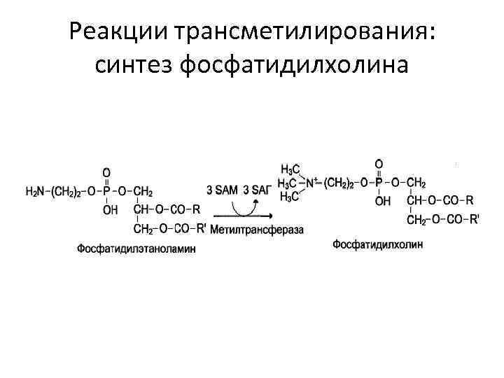 Реакции трансметилирования:  синтез фосфатидилхолина 