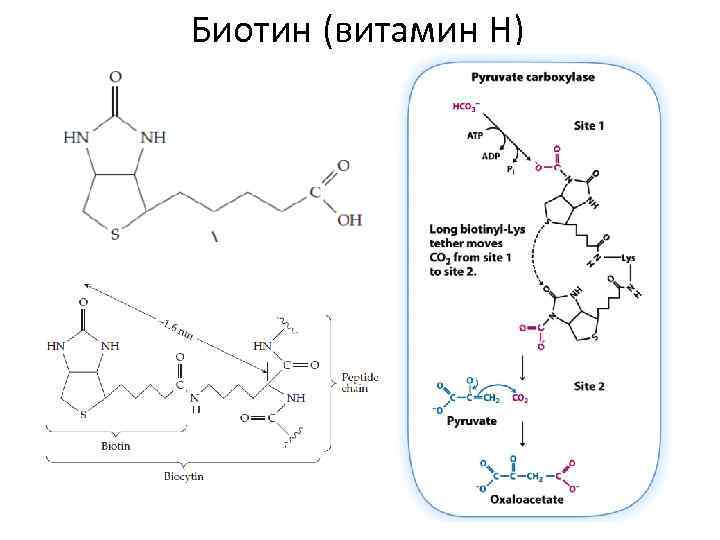 Биотин (витамин Н) 