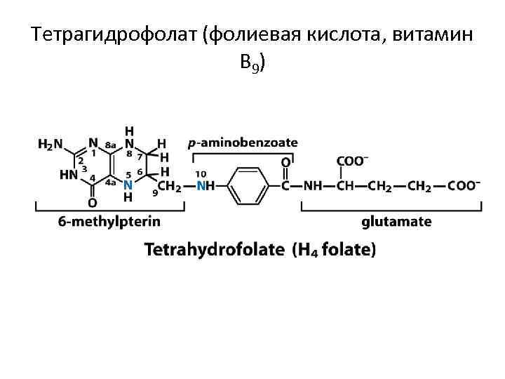 Тетрагидрофолат (фолиевая кислота, витамин    В 9) 