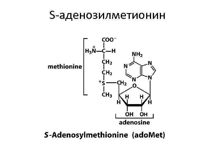 S-аденозилметионин 