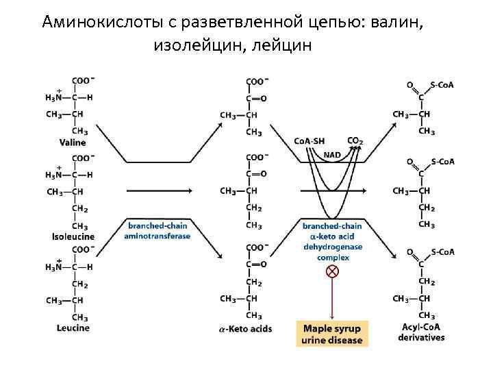 Аминокислоты с разветвленной цепью: валин,   изолейцин, лейцин 