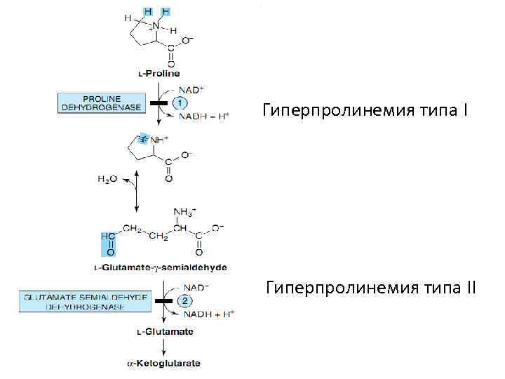 Гиперпролинемия типа II 