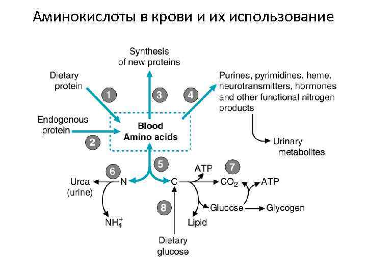 Аминокислоты в крови и их использование 