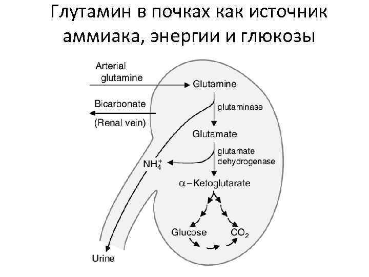 Напишите в виде схемы путь аммиака из нервной ткани к почкам