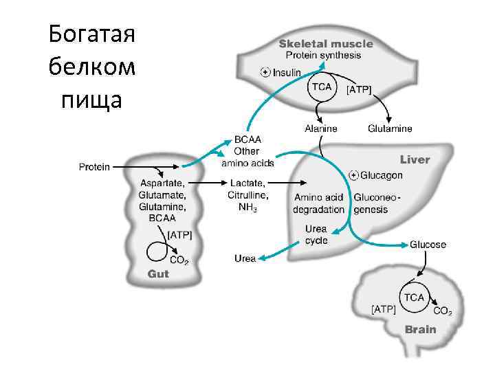 Богатая белком пища 