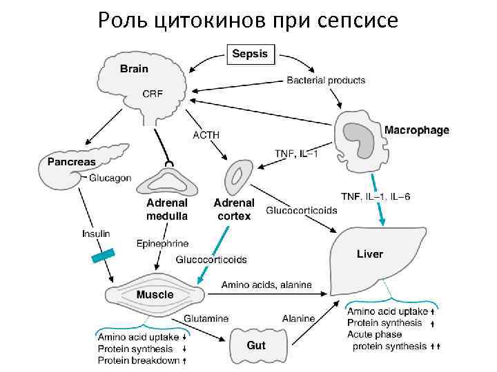 Роль цитокинов при сепсисе 