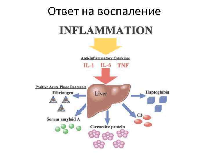 Ответ на воспаление 