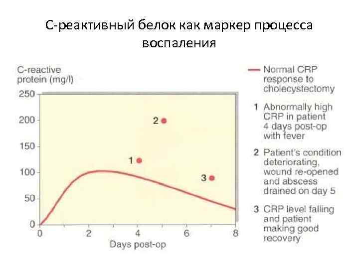С-реактивный белок как маркер процесса    воспаления 