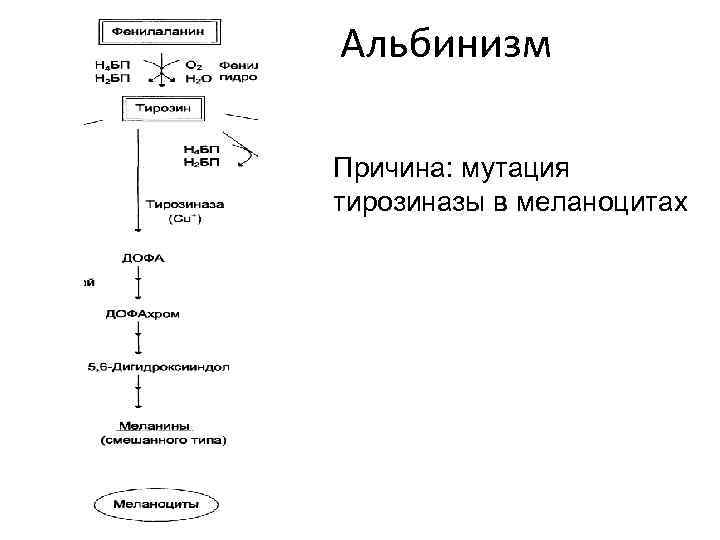 Схема метаболизма ароматических аминокислот