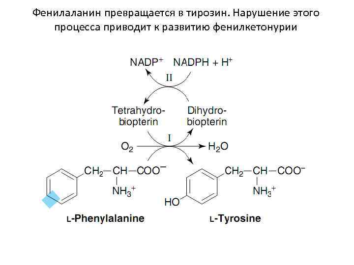 Фенилаланин превращается в тирозин. Нарушение этого  процесса приводит к развитию фенилкетонурии 