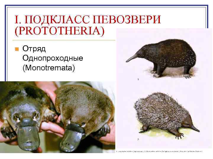 Завершите схему класс млекопитающие подкласс