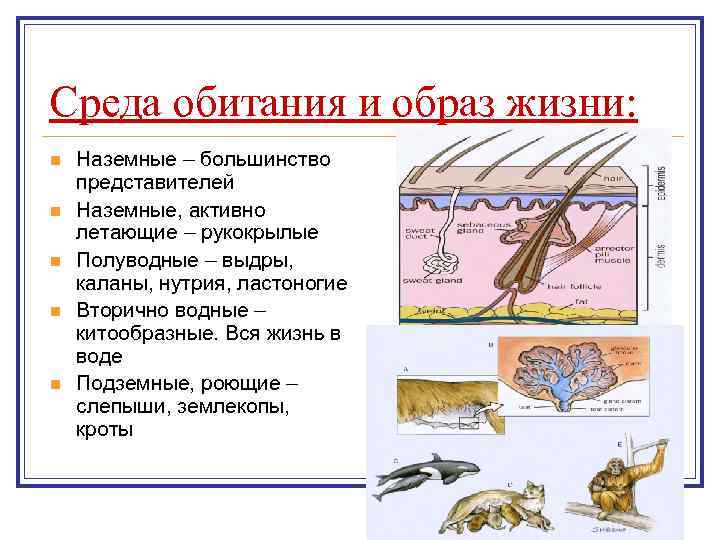 Экологические группы млекопитающих по местам обитания план презентации