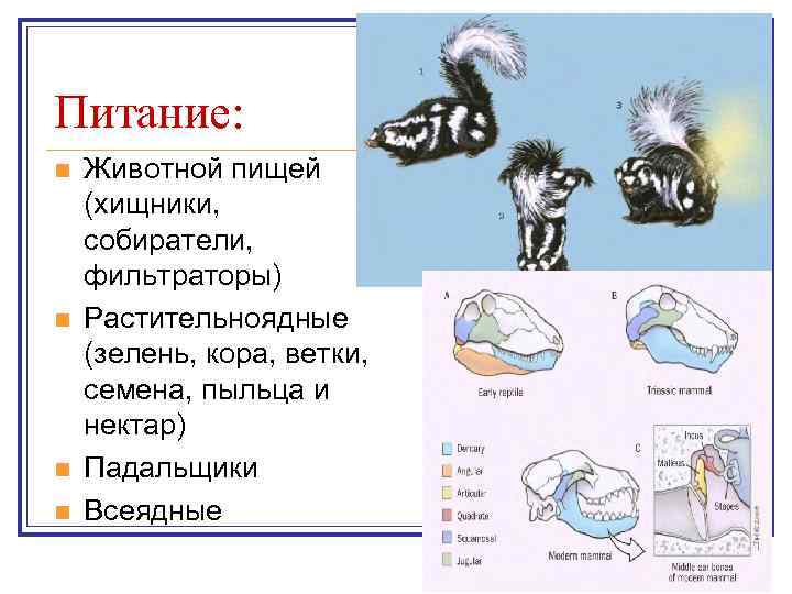 Питание: n  Животной пищей (хищники, собиратели, фильтраторы) n  Растительноядные (зелень, кора, ветки,