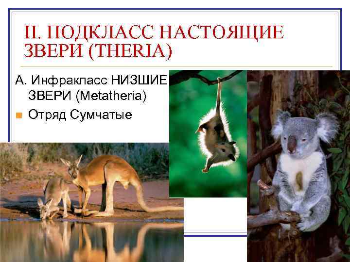  II. ПОДКЛАСС НАСТОЯЩИЕ ЗВЕРИ (THERIA) A. Инфракласс НИЗШИЕ  ЗВЕРИ (Metatheria) n Отряд