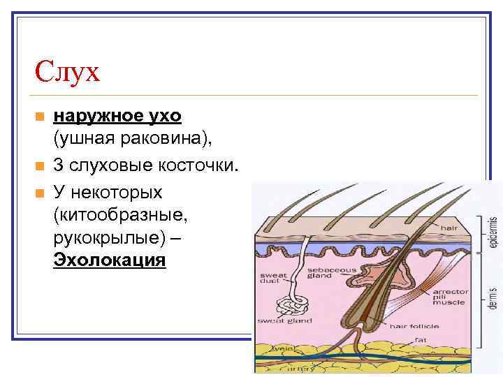 Слух n  наружное ухо (ушная раковина), n  3 слуховые косточки. n 