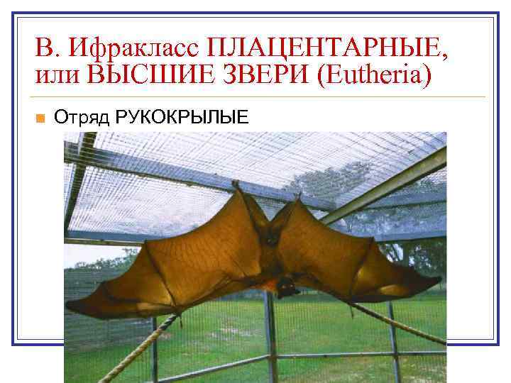 B. Ифракласс ПЛАЦЕНТАРНЫЕ, или ВЫСШИЕ ЗВЕРИ (Eutheria) n  Отряд РУКОКРЫЛЫЕ 