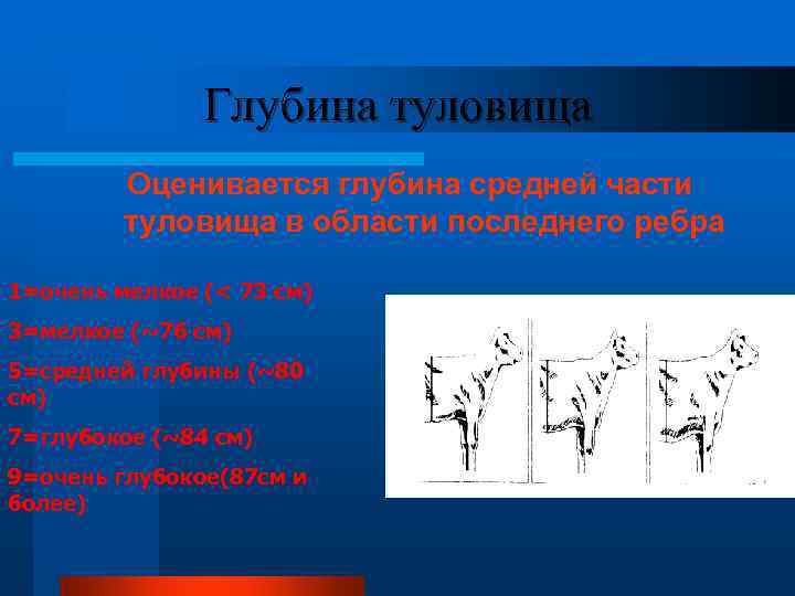     Глубина туловища   Оценивается глубина средней части  