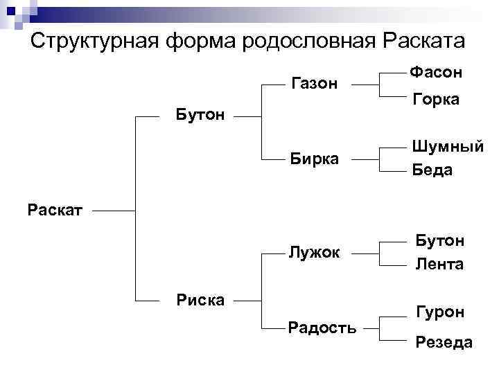 Структурная форма родословная Раската Газон Бутон Фасон Горка Бирка Шумный Беда Лужок Бутон Лента