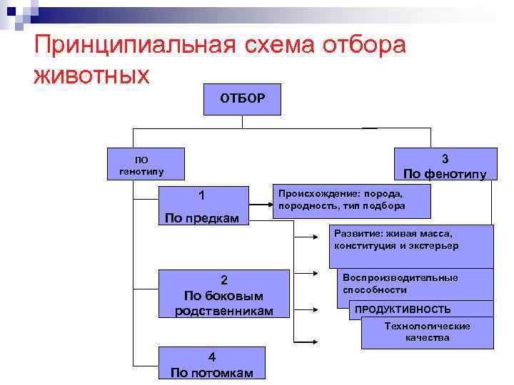 Принципиальная схема отбора животных ОТБОР 3 По фенотипу ПО генотипу 1 Происхождение: порода, породность,