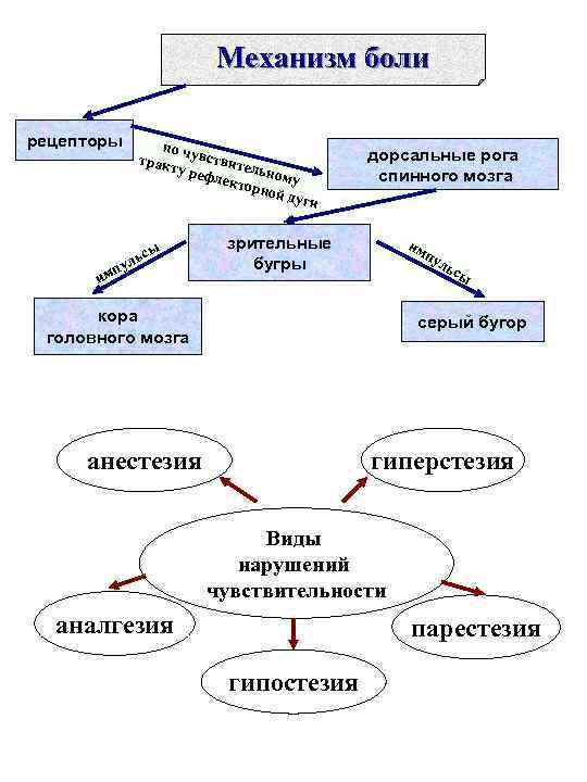     Механизм боли рецепторы  по ч   трак увствите