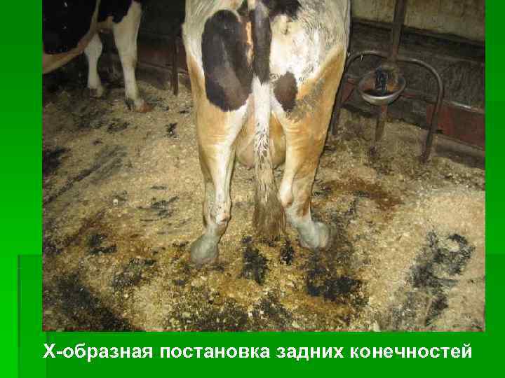 Х-образная постановка задних конечностей 