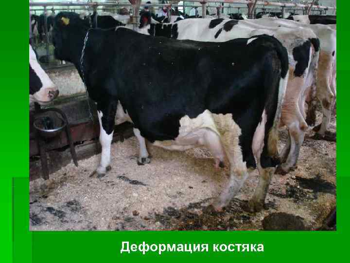 Деформация костяка 