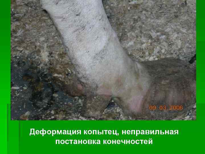 Деформация копытец, неправильная постановка конечностей 