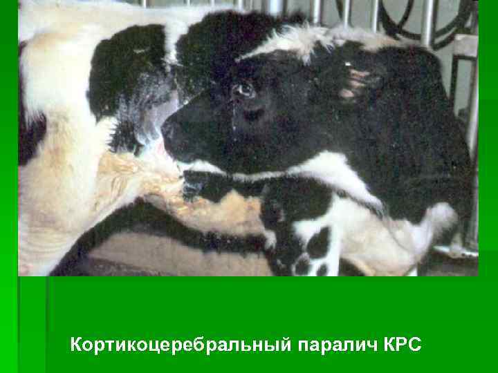 Кортикоцеребральный паралич КРС 