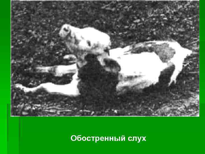 Обостренный слух 