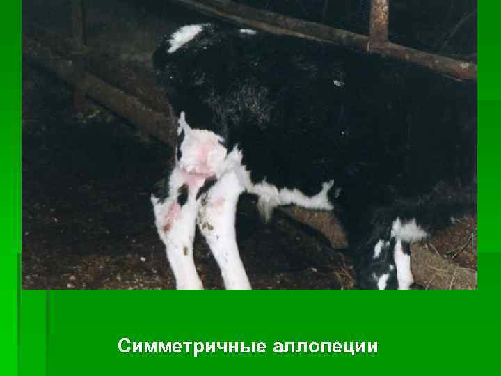 Симметричные аллопеции 