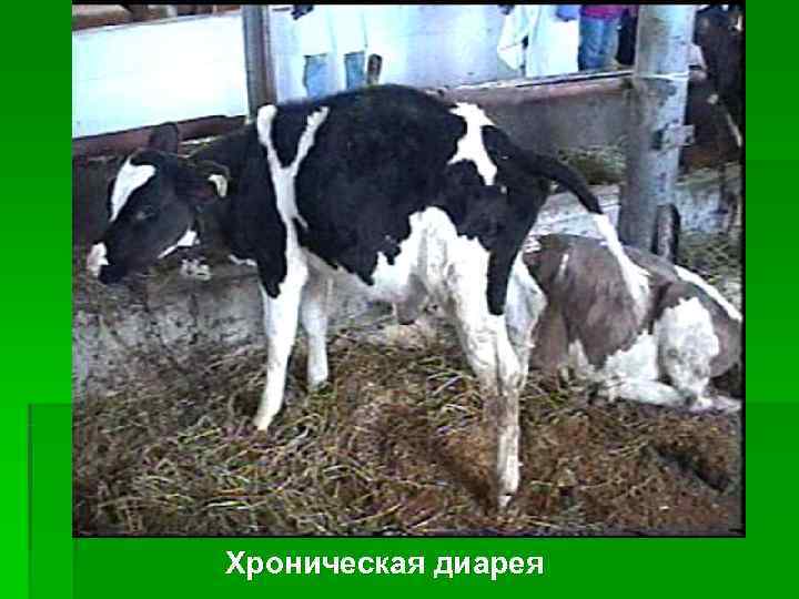 Хроническая диарея 