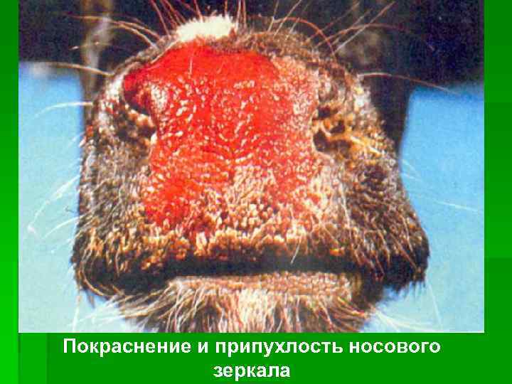 Покраснение и припухлость носового    зеркала 