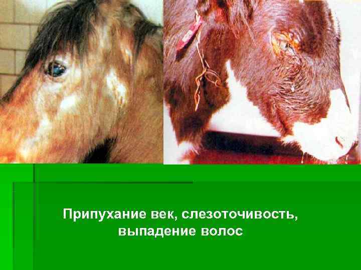 Припухание век, слезоточивость,   выпадение волос 