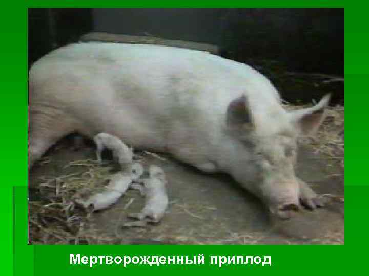 Мертворожденный приплод 