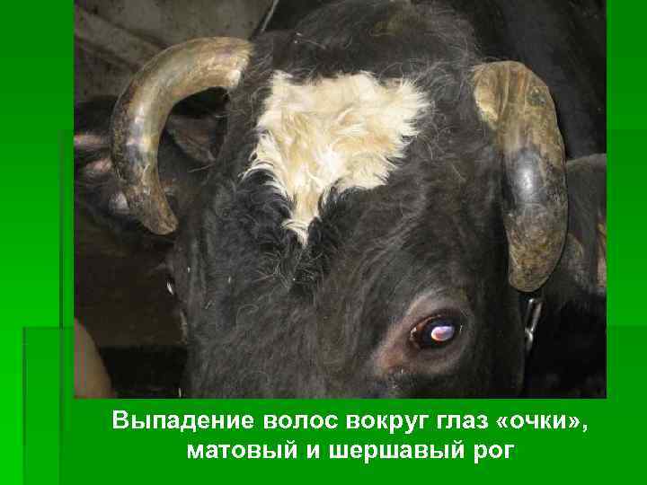 Выпадение волос вокруг глаз «очки» , матовый и шершавый рог 