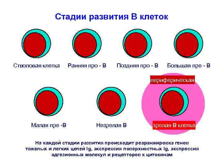 Стадии развития В клеток Стволовая клетка Ранняя про - В Поздняя про - В