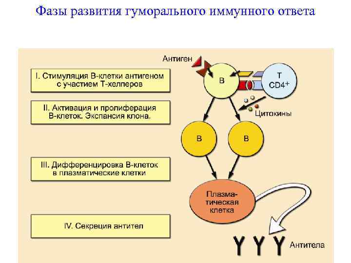 Фазы развития гуморального иммунного ответа 