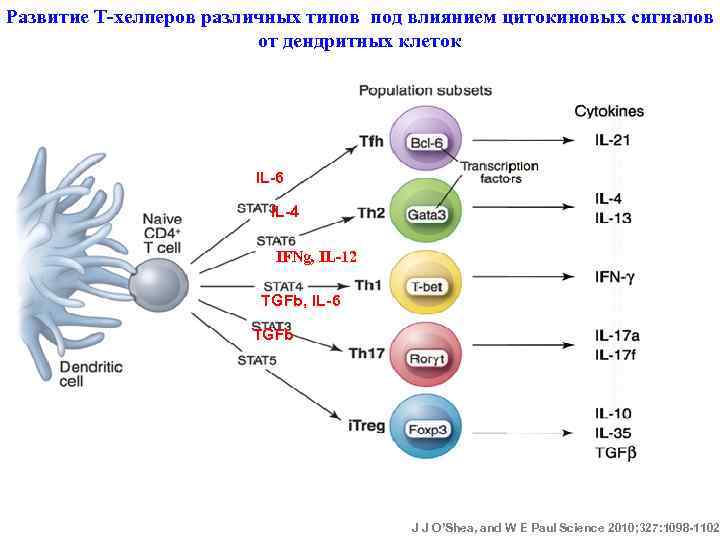 Развитие Т-хелперов различных типов под влиянием цитокиновых сигналов от дендритных клеток IL-6 IL-4 IFNg,