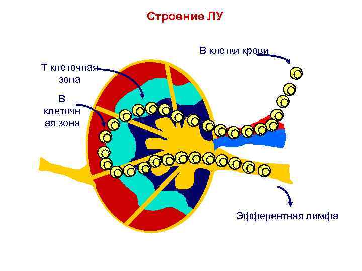 Строение ЛУ B клетки крови T клеточная зона B клеточн ая зона Эфферентная лимфа