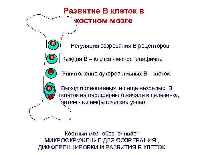 Развитие В клеток в костном мозге B Регуляция созревания В рецепторов B Каждая В