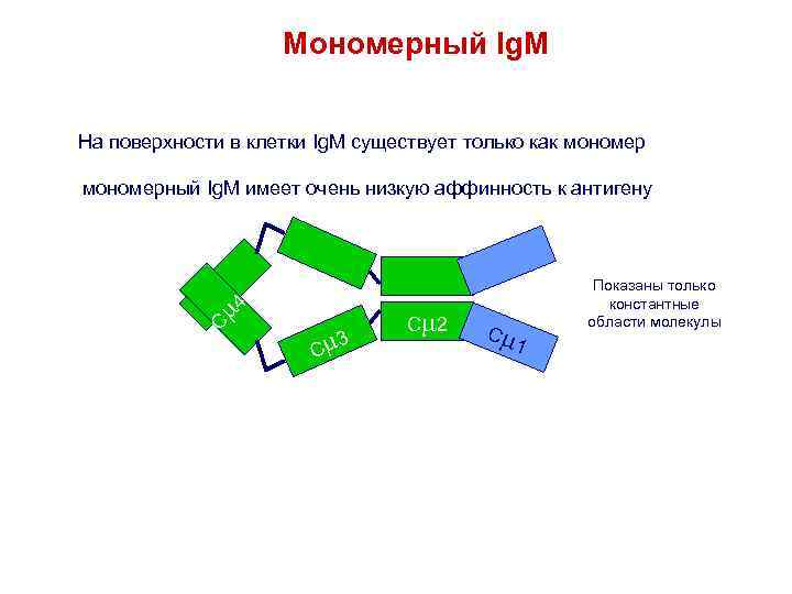 Мономерный Ig. M На поверхности в клетки Ig. M существует только как мономер C