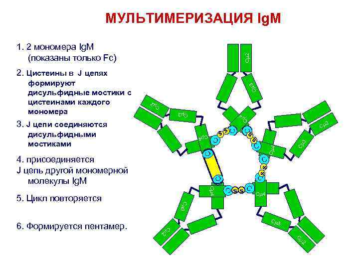 МУЛЬТИМЕРИЗАЦИЯ Ig. M Cm 2 1. 2 мономера Ig. M (показаны только Fc) Cm