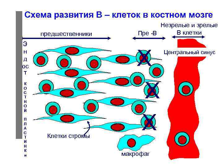  Схема развития В – клеток в костном мозге предшественники Э н д ос
