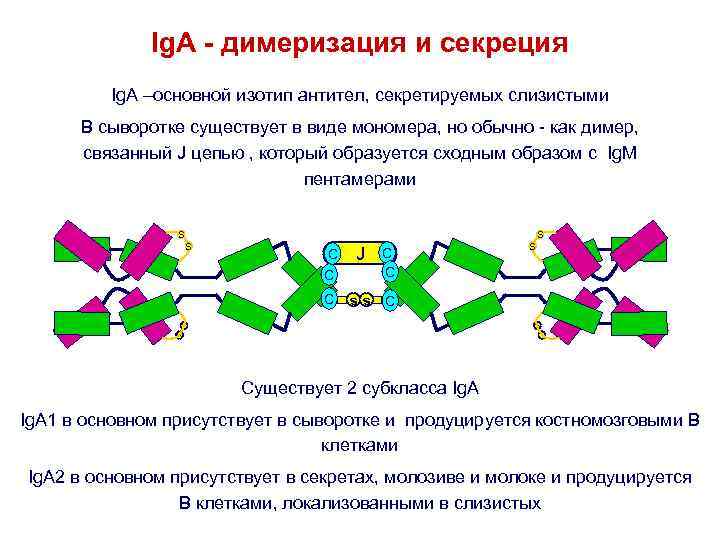 Ig. A - димеризация и секреция Ig. A –основной изотип антител, секретируемых слизистыми В